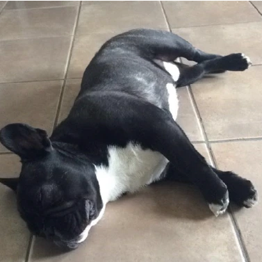 fILOU BOULEDOGUE FRANçAIS