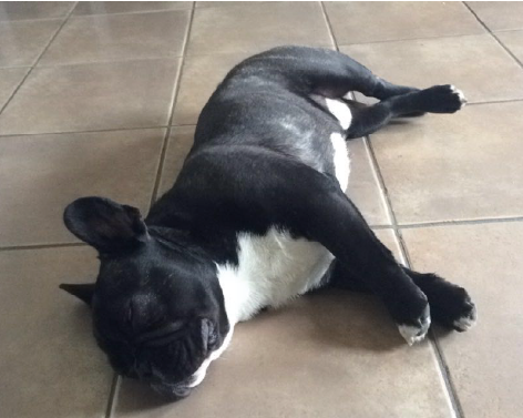 Filou, bouledogue français mascotte TwoMuch Publicité